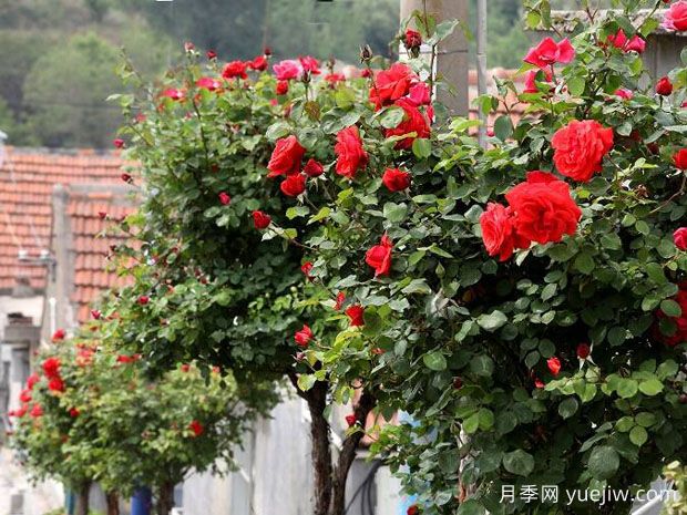 威海月季应用和月季景观(图3)