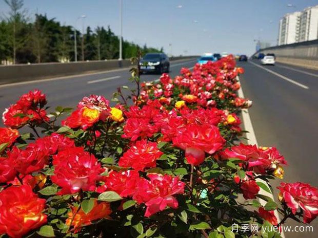 日照月季应用和月季景观(图1)