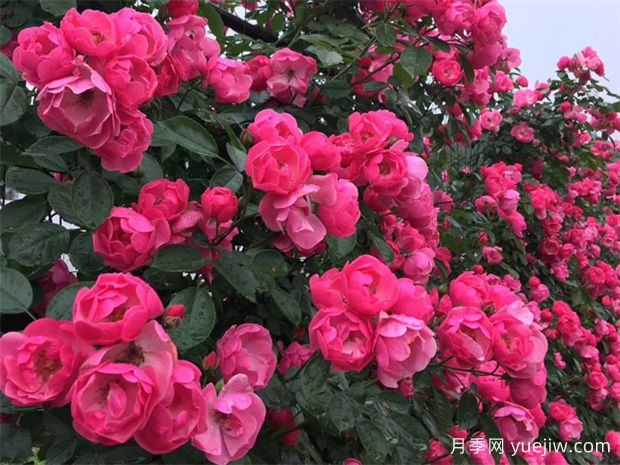 日照月季应用和月季景观(图2)