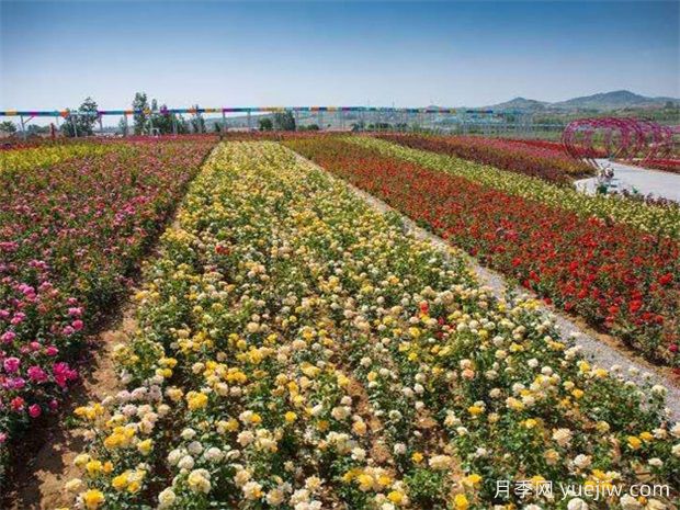 日照月季应用和月季景观(图3)