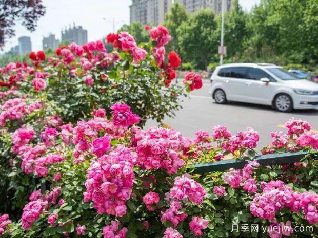 德州月季景观图集(图1) 德州月季应用和月季景观(图1)