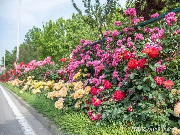 德州月季景观图集(图4) 德州月季应用和月季景观(图4)
