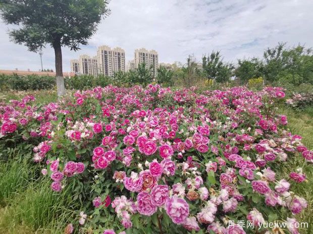 德州月季应用和月季景观(图3) 德州月季应用和月季景观(图3)