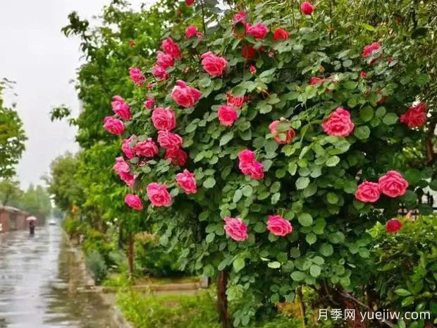 菏泽月季应用和月季景观(图1)