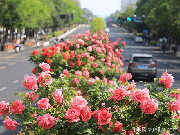 南京月季应用和月季景观(图1)