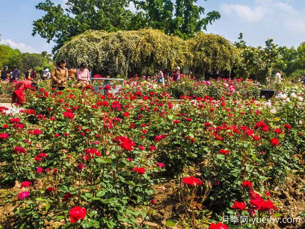 南京月季应用和月季景观(图2)
