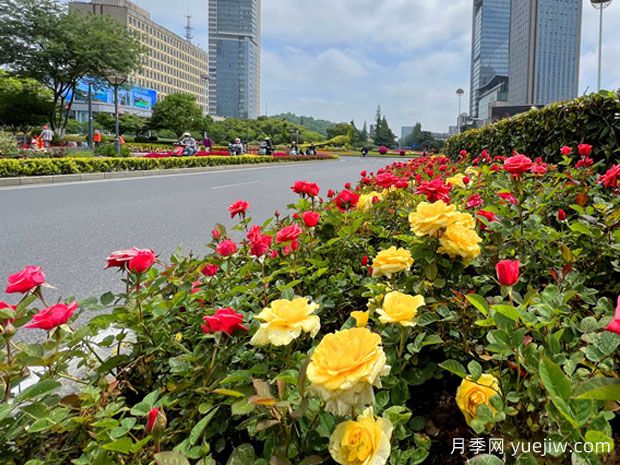 南京月季应用和月季景观(图3)