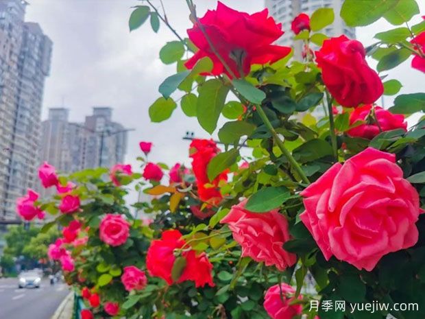 无锡月季应用和月季景观(图2)