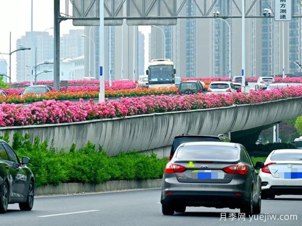 无锡月季应用和月季景观(图3)