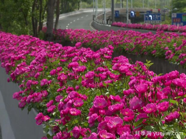 无锡月季应用和月季景观(图4)