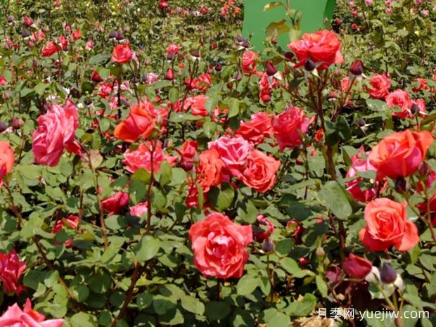 连云港月季应用和月季景观(图1) 连云港月季应用和月季景观(图1)