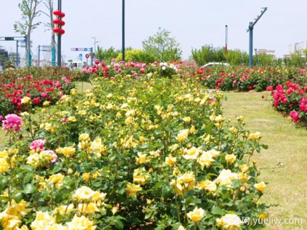 连云港月季应用和月季景观(图2) 连云港月季应用和月季景观(图2)