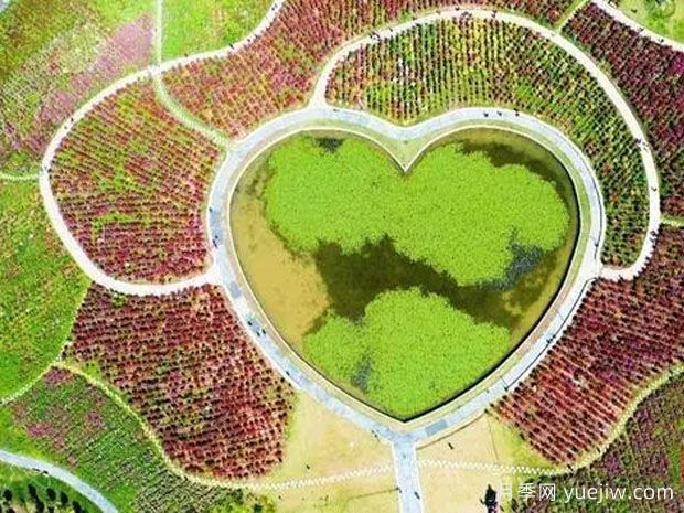 连云港月季应用和月季景观(图3) 连云港月季应用和月季景观(图3)