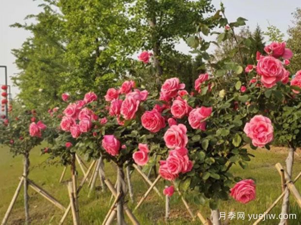连云港月季应用和月季景观(图4) 连云港月季应用和月季景观(图4)