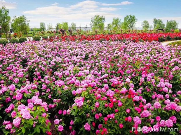 盐城月季应用和月季景观(图1)