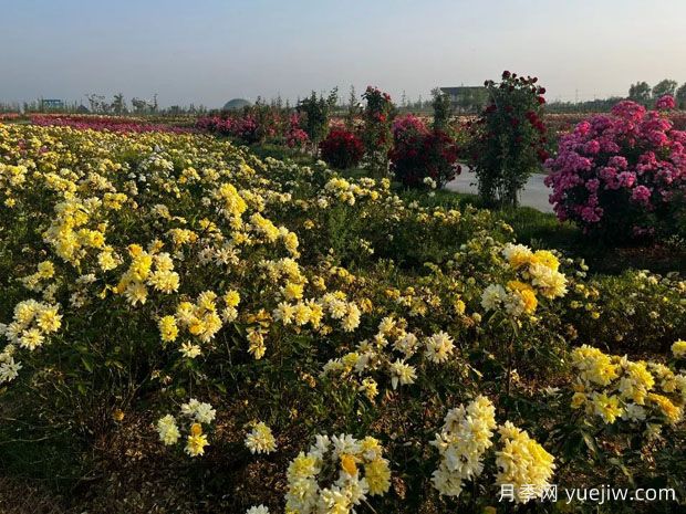 盐城月季应用和月季景观(图2)