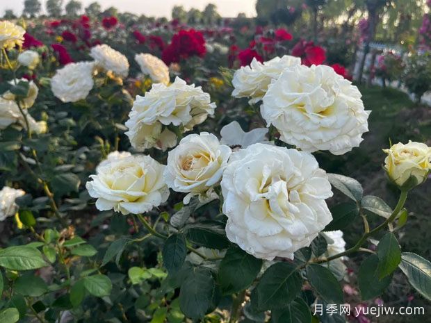 盐城月季应用和月季景观(图3)