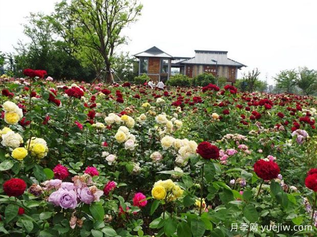 扬州月季应用和月季景观(图1) 扬州月季应用和月季景观(图1)