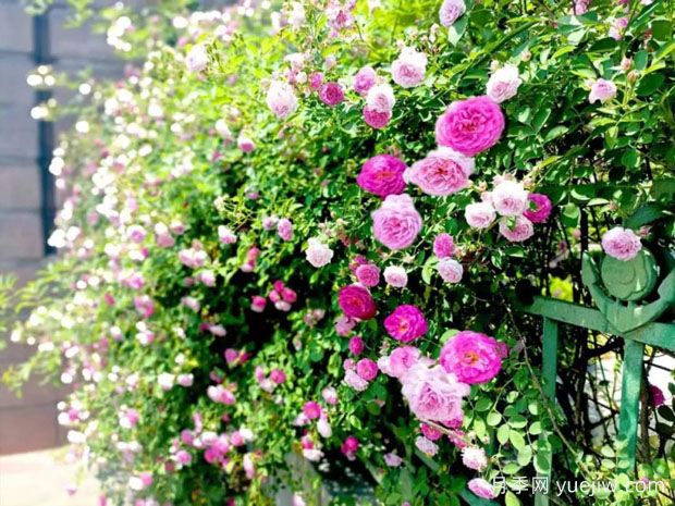 泰州月季应用和月季景观(图3)