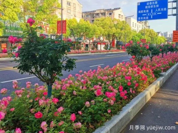 泰州月季应用和月季景观(图1)