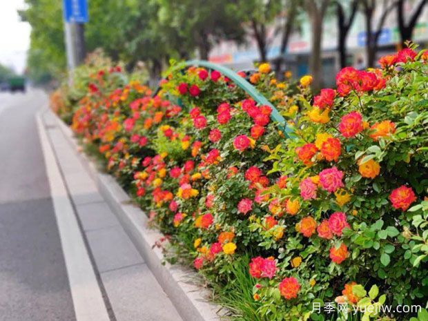宿迁月季应用和月季景观(图1)