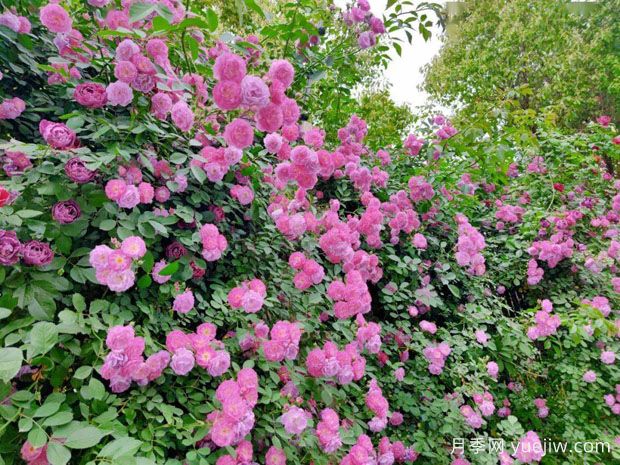 宿迁月季应用和月季景观(图2)
