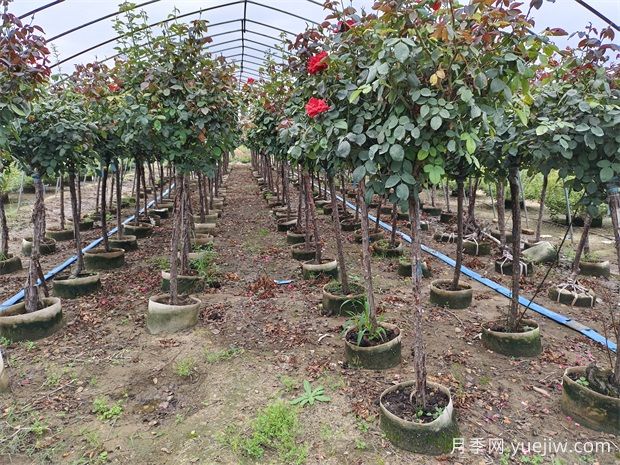 2024年绿化苗木种植风向标,苗木如何才能挣钱?(图1) 2024年绿化苗木种植风向标,苗木如何才能挣钱?(图1)