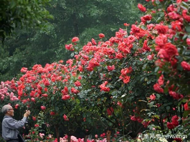 杭州月季应用和月季景观(图7)