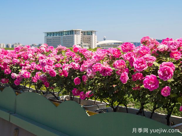 嘉兴月季应用和月季景观(图1)