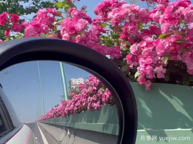 嘉兴月季应用和月季景观(图3)