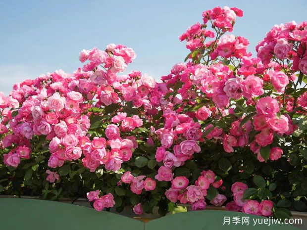 嘉兴月季应用和月季景观(图4)