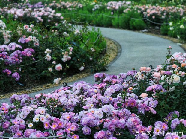 湖州月季应用和月季景观(图2)