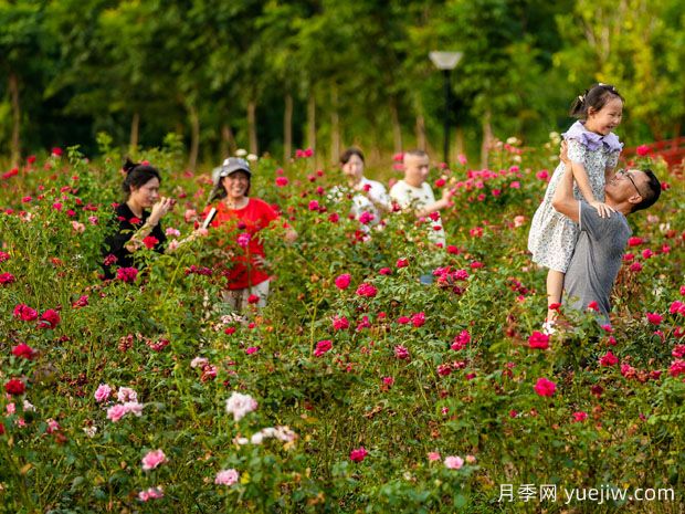湖州月季应用和月季景观(图4)