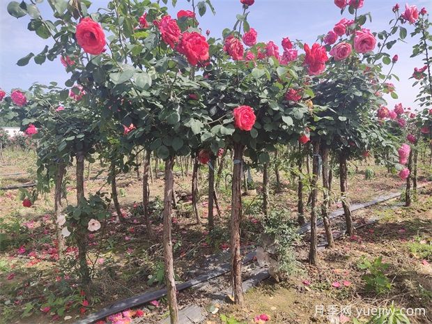 树状月季花开一路,建设大美绍兴(图1) 树状月季花开一路,建设大美绍兴(图1)