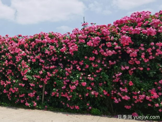绍兴月季应用和月季景观(图3)