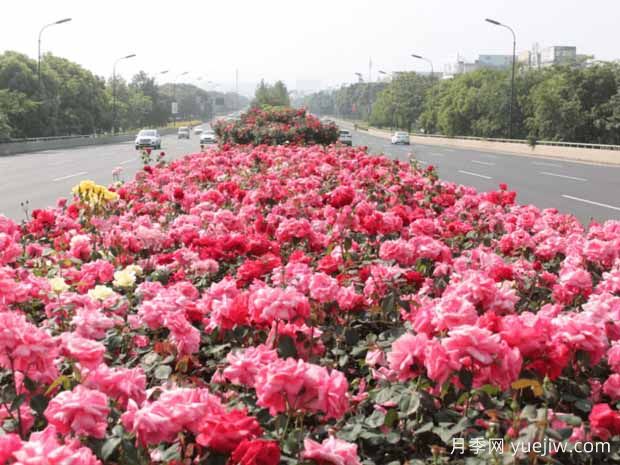 金华月季应用和月季景观(图1)