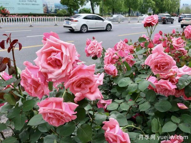 金华月季应用和月季景观(图2)