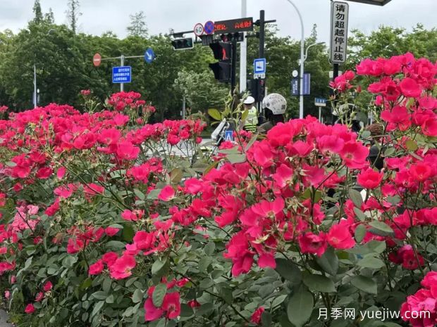 衢州月季应用和景观图集(图3) 衢州月季应用和月季景观(图3)