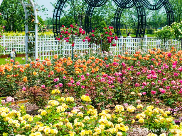 衢州月季应用和景观图集(图2) 衢州月季应用和月季景观(图2)