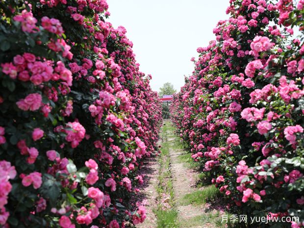 台州月季应用和月季景观(图2)