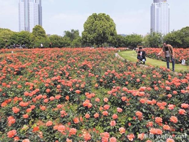 台州月季应用和月季景观(图3)