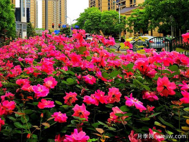 丽水月季应用和月季景观(图1)