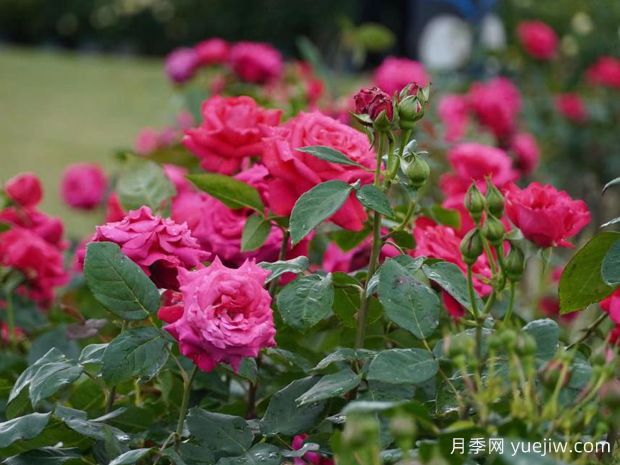 福州月季应用和月季景观(图2)