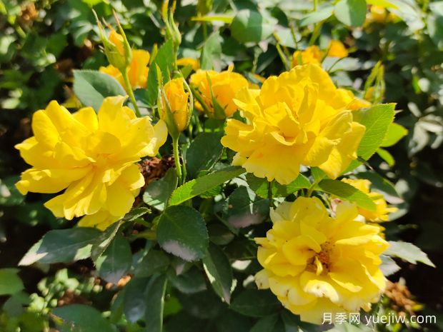 福州月季应用和月季景观(图1)