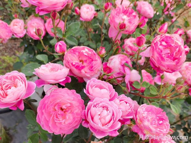 厦门月季应用和月季景观(图1)