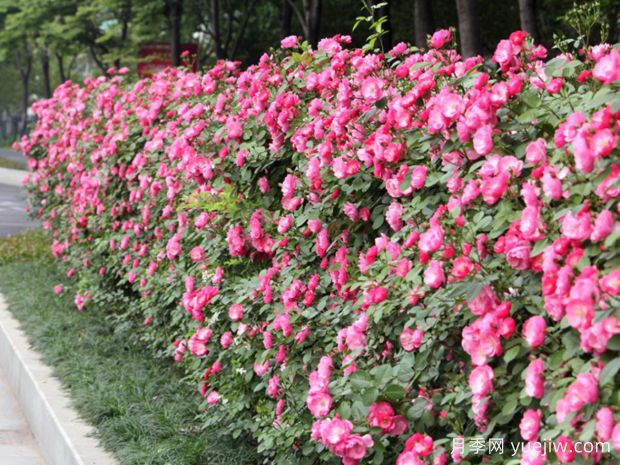 义乌月季市花文化和景观图集(图5) 义乌月季市花文化和月季景观(图5)