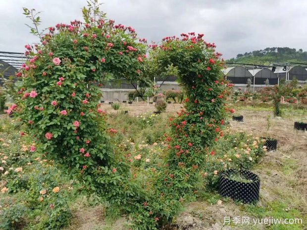 三明月季应用和月季景观(图4)