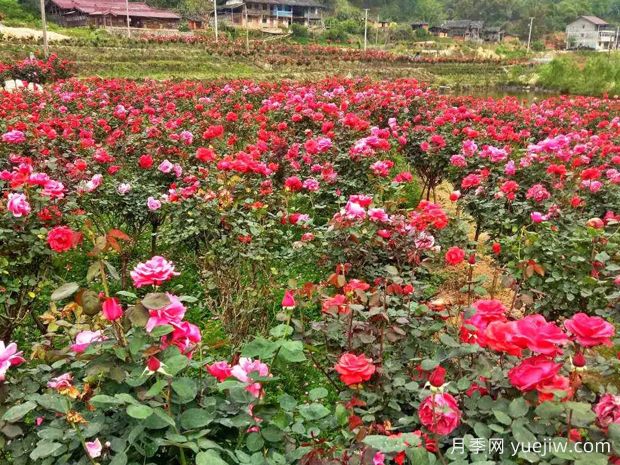 三明月季应用和月季景观(图2)
