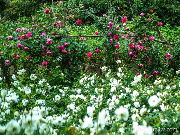 莆田:心中盛开妈祖花,看近而立之年的市花月季美丽焕新季(图1) 莆田:心中盛开妈祖花,看近而立之年的市花月季美丽焕新季(图1)