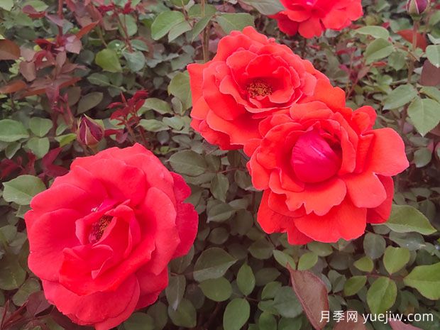 莆田:心中盛开妈祖花,看近而立之年的市花月季美丽焕新季(图3) 莆田:心中盛开妈祖花,看近而立之年的市花月季美丽焕新季(图3)